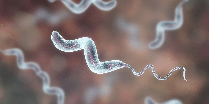 Campylobacter